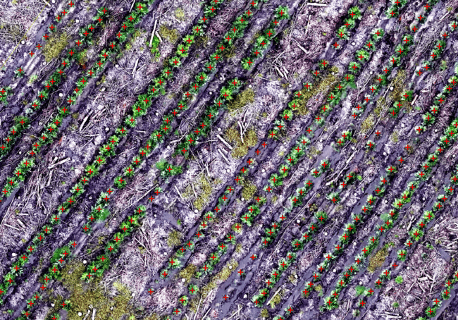 Mosaico fotogramétrico de plantación con conteo de árboles